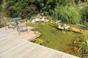 Goldfish pond