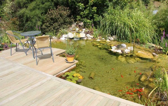 Goldfish Ponds
