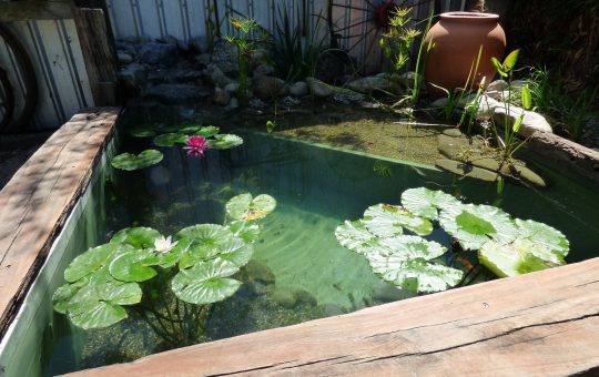A Feature Pond For Prized Goldfish, Motueka